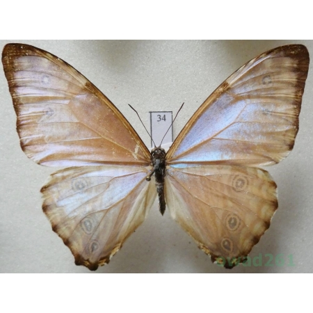 Morpho portis (Hübner, 1821) Brasil 67mm34